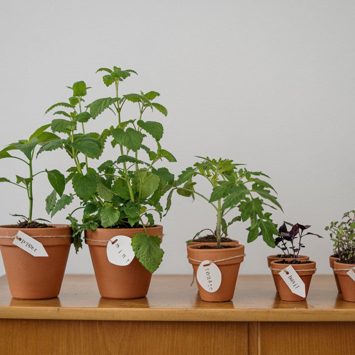 A leafy plant in a green ceramic pot